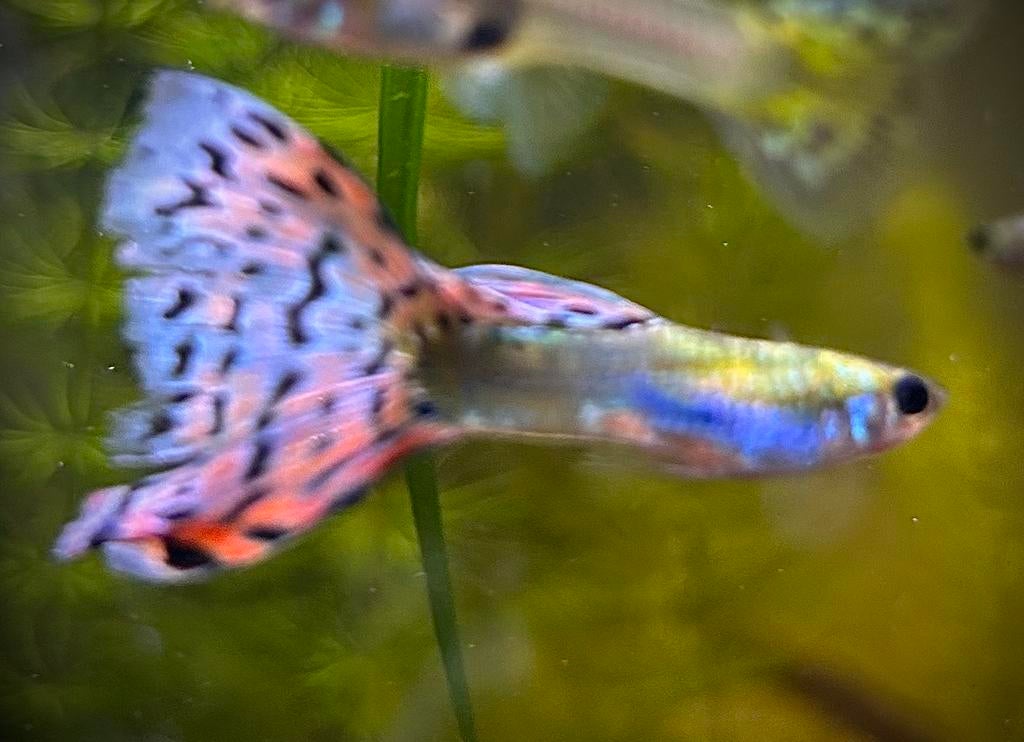 Raszuivere guppy’s, Dieren en Toebehoren, Vissen | Aquariumvissen, Vis, Zoetwatervis, Schoolvis