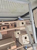 Heb nog harmogo grasparkiet, Dieren en Toebehoren, Vogels | Parkieten en Papegaaien, Mannelijk, Parkiet, Geringd