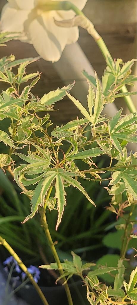 Acer palmatum 'Butterfly' (Japanse esdoorn), Ophalen, Bloeit niet, Overige soorten, Halfschaduw
