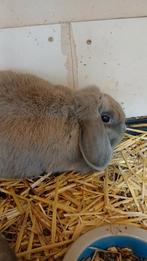 Mooie Voedster NHD  isabella 3e mnd 2025 goede moeder, Dieren en Toebehoren, Konijnen, Vrouwelijk, Dwerg, Hangoor, 0 tot 2 jaar