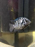 Zebra cichliden, Vis, Zoetwatervis, Schoolvis