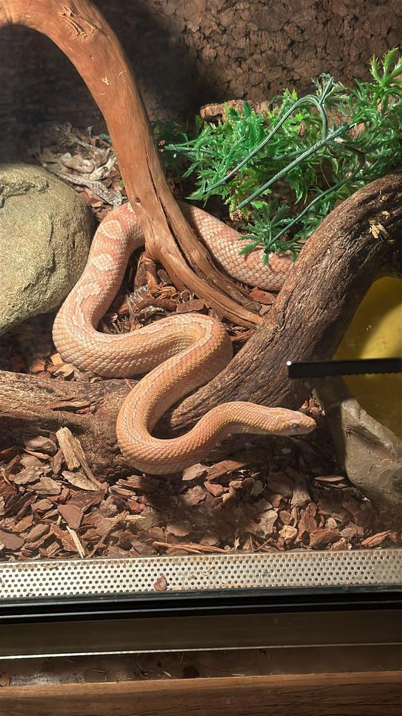 Korenslang inclusief terrarium Corn Snake - unknown for sale from Hacquebord