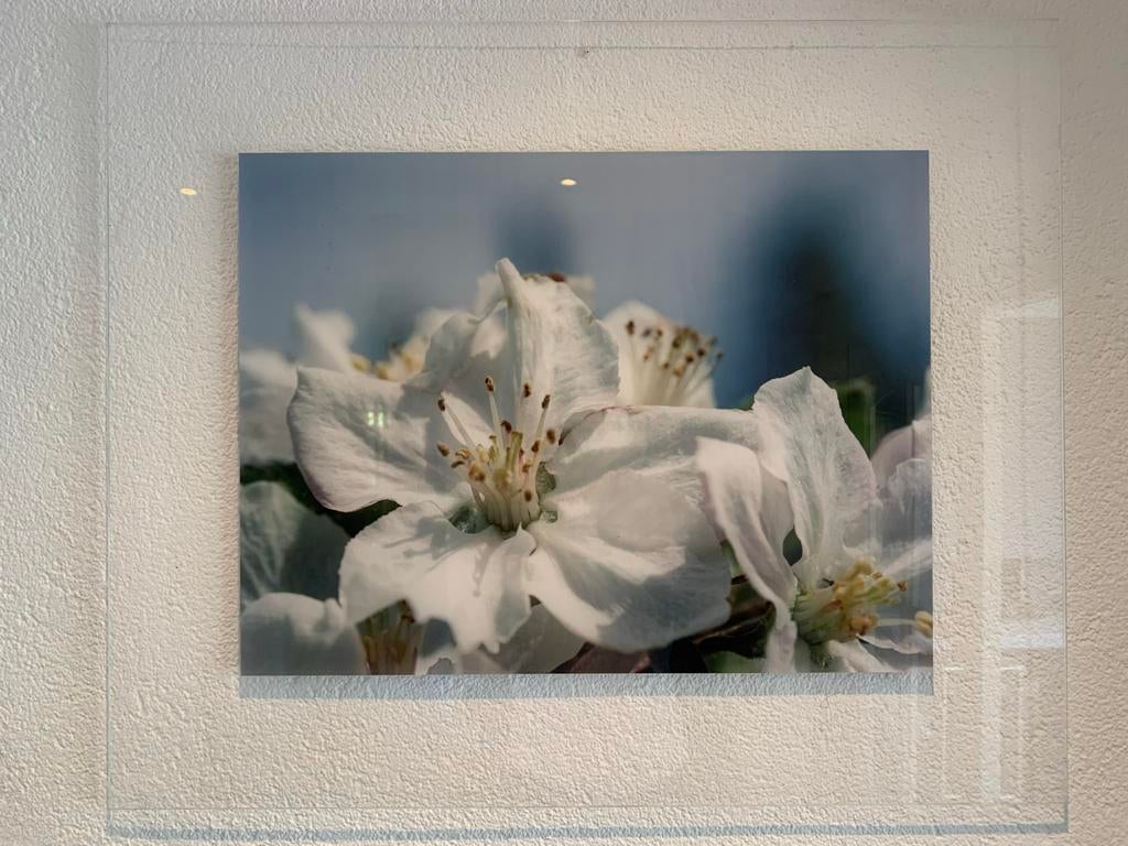 Appelbloesem foto op acrylglas door George Burggraaf, Antiek en Kunst, Kunst | Tekeningen en Foto's, Ophalen