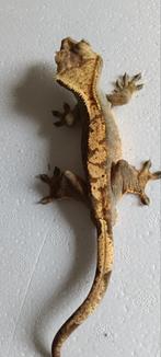 Wimpergekko's 0.9, Dieren en Toebehoren, Hagedis, 0 tot 2 jaar