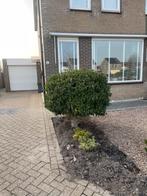 Laurier op stam - Prachtige groenblijvende plant, Tuin en Terras, Vaste plant, Halfschaduw, Zomer, Ophalen
