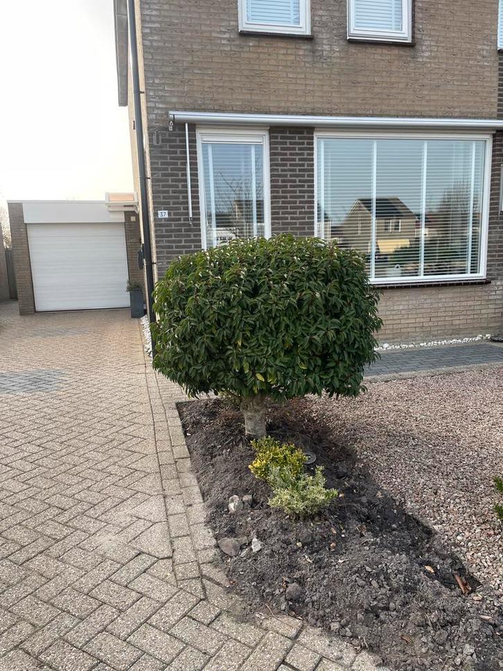 Laurier op stam - Prachtige groenblijvende plant, Tuin en Terras, Planten | Tuinplanten, Vaste plant, Overige soorten, Halfschaduw