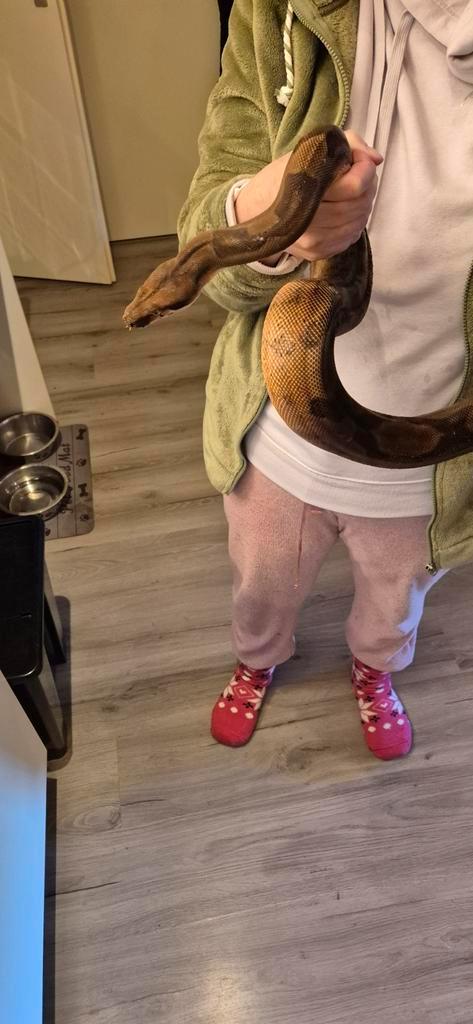 Mooie boa constrictor imporator man nakweek 2022 Boa Constrictor - male for sale from Henk