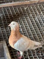 Verschillende duiven te koop, Dieren en Toebehoren, Meerdere dieren, Overige soorten