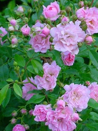 Roos The Fairy (lichtroze) bloeit van mei tot november, Tuin en Terras, Planten | Tuinplanten, Volle zon, Vaste plant, Zomer, Ophalen