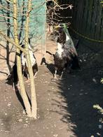 indische loopeenden, Dieren en Toebehoren, Meerdere dieren, Eend