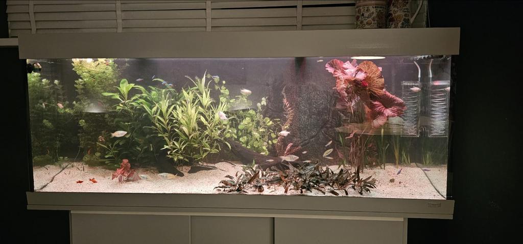 Juwel rio 450, Dieren en Toebehoren, Ophalen of Verzenden, Gebruikt, Gevuld zoetwateraquarium, Juwel