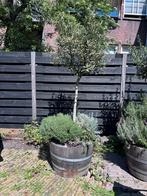 Alleen dt weekend nog: Olijfboom in half Wijnvat, Ophalen, Overige materialen, Gebruikt, 40 cm of meer