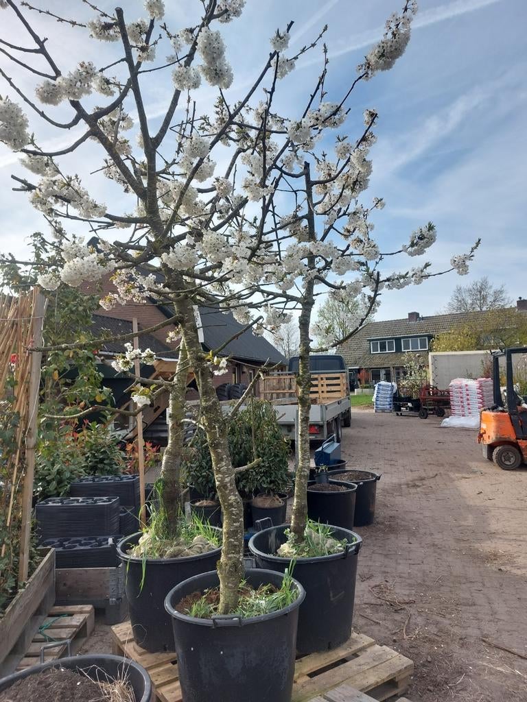 Prunus Avium Regina, Ophalen, Volle zon, Kersenboom, 100 tot 250 cm