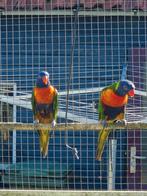 Te koop, Dieren en Toebehoren, Meerdere dieren, Parkiet, Geringd