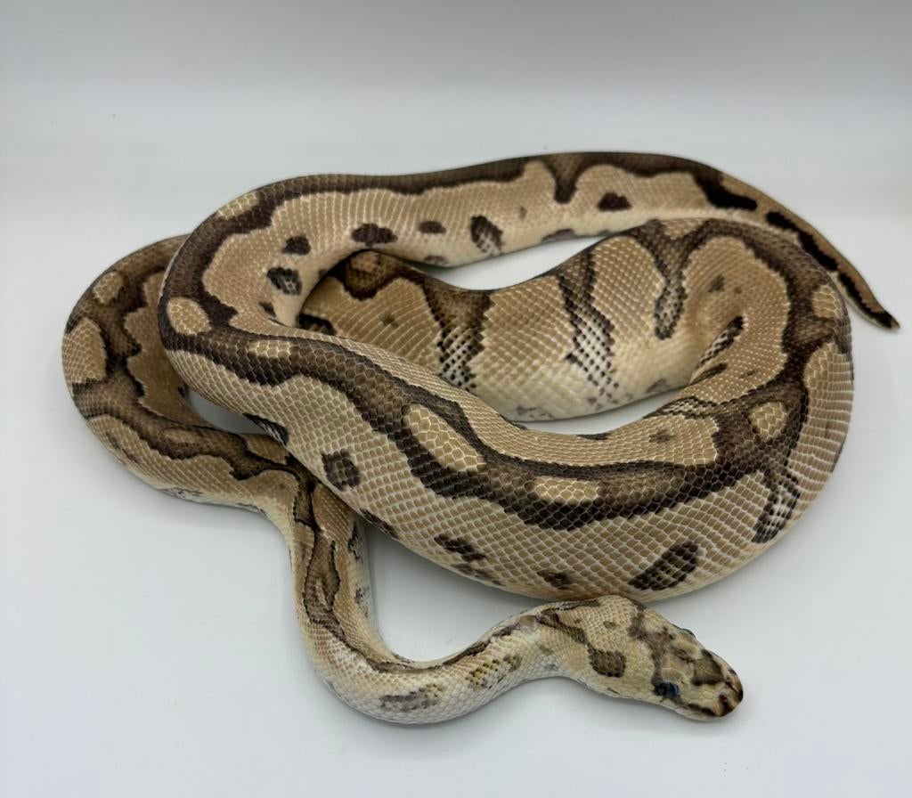 Fire Orange Dream Clown koningspython ballpython Ball Python - unknown for sale from willems
