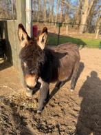 Ezel te koop., Mei, Mannelijk