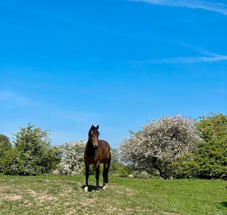 Verzorgster gezocht voor zomerperiode (of langer), Dieren en Toebehoren, Stalling en Weidegang