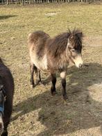 Te koop bijna 1 jarige hengst veulen. Vader Falabella., Dieren en Toebehoren, Hengst, Niet van toepassing, A pony (tot 1.17m)