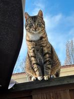 Lieve bijzondere kater, Dieren en Toebehoren, Kater, 0 tot 2 jaar