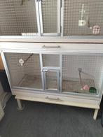 Zebravinken, Meerdere dieren, Tropenvogel, Geringd