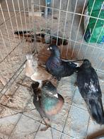 4 mannen duiven takla, Mannelijk, Overige soorten