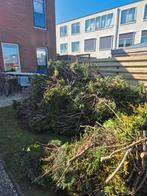 Gratis coniferen (leuk voor paasvuur), Tuin en Terras, Planten | Bomen, Ophalen, Bloeit niet, Halfschaduw, Overige soorten