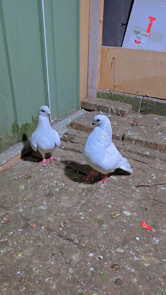 Duiven te koop, Dieren en Toebehoren, Pluimvee, Meerdere dieren, Kip