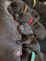 Nog 1 bruin labrador reutje met stamboom beschikbaar!, Reu, 8 tot 15 weken, Labrador retriever, Parvo