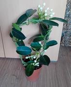 Bruidssluier plant (Stephanotis floribunda), Ophalen, Vaste plant, Halfschaduw, Klimplanten