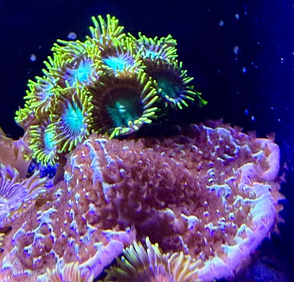 Diverse koraal stekken, Dieren en Toebehoren, Vissen | Aquariumvissen, Zoutwatervis, Overige typen
