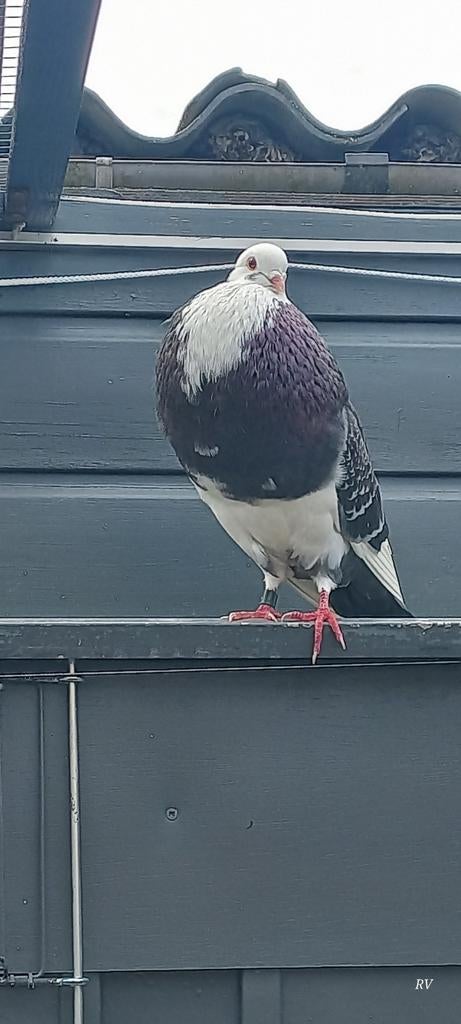 Mooie doffer vol in de lucht., Dieren en Toebehoren, Vogels | Duiven, Mannelijk, Kropper