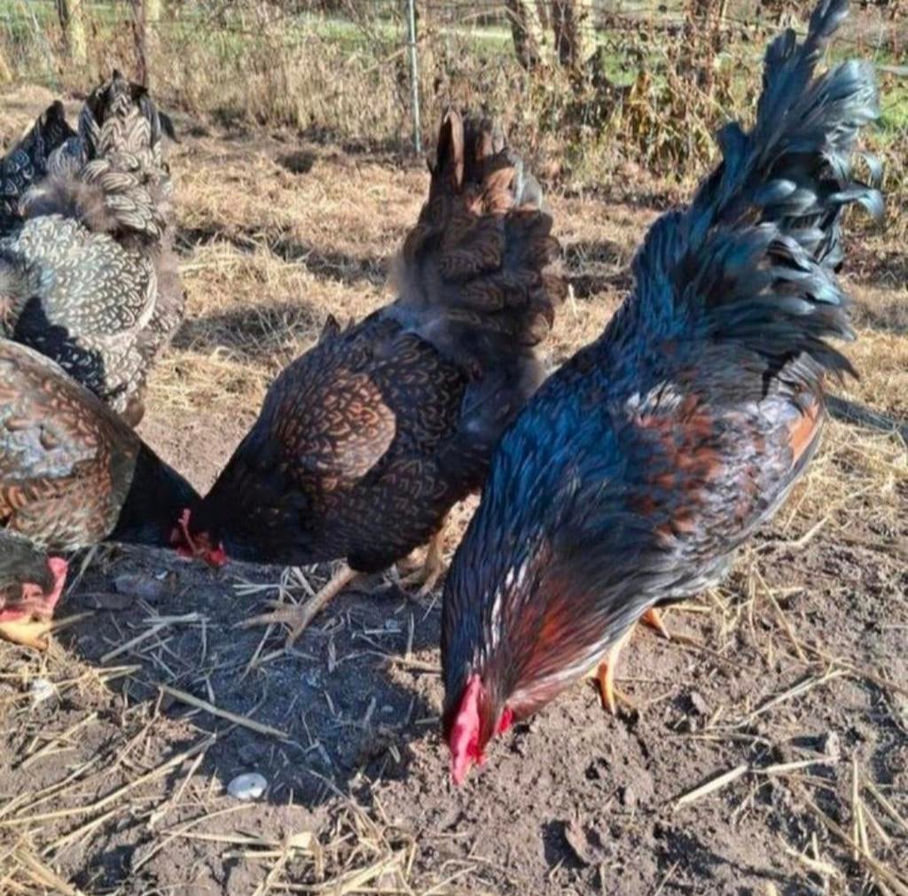 Broedeieren barnevelder goud gezoomd, Dieren en Toebehoren, Pluimvee, Geslacht onbekend, Kip
