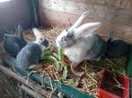 Nestje Duits vlaamse reuzen, Dieren en Toebehoren, Konijnen, Meerdere dieren, Groot