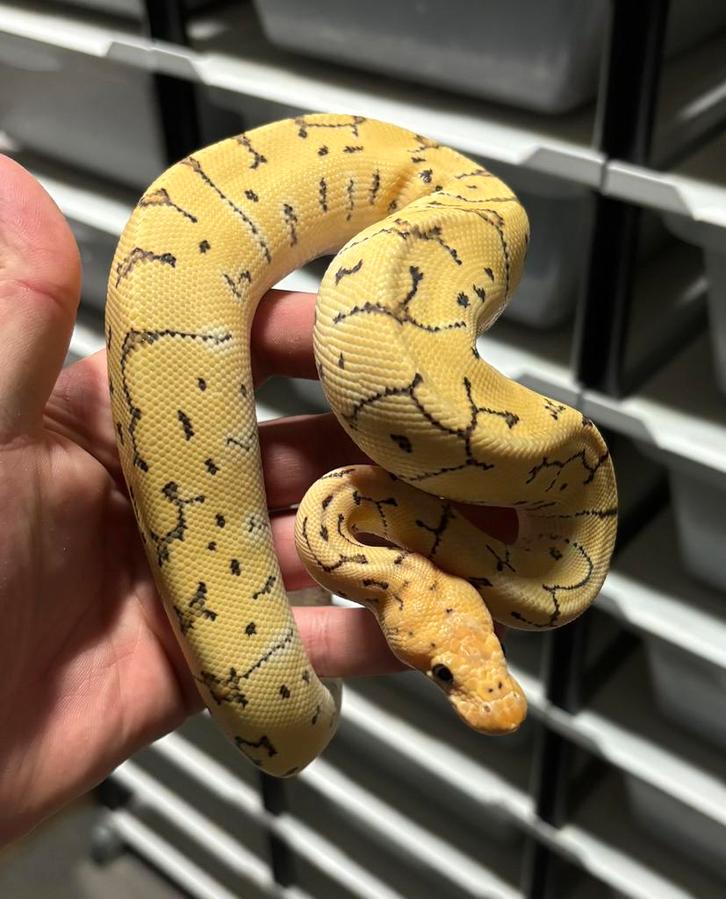 Verschillende Python Regius Ball Python - unknown for sale from rik