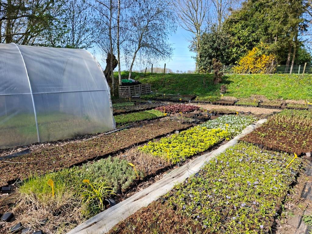 Biologische gekweekte bodembedekkers, Ophalen of Verzenden, Vaste plant, Bodembedekkers, Volle zon