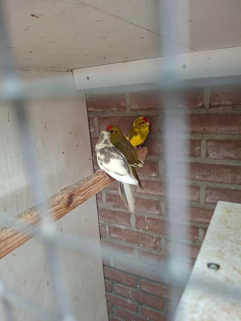 Kakariki, Dieren en Toebehoren, Meerdere dieren, Parkiet, Geringd