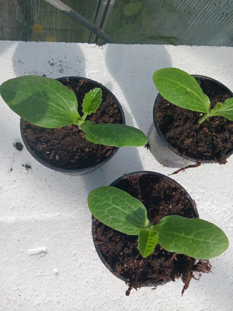 Courgetteplantjes, Huis en Inrichting, Kamerplanten, Ophalen, Halfschaduw, Minder dan 100 cm