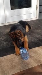 Duitse Herder Teef van 6 maanden, Dieren en Toebehoren, Honden | Herdershonden en Veedrijvers, 15 weken tot 1 jaar, Teef, Parvo