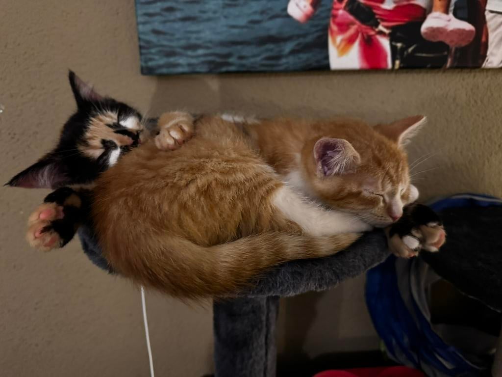 2 katten, Dieren en Toebehoren, Katten en Kittens | Overige Katten, Kortharig, Meerdere dieren, 0 tot 2 jaar