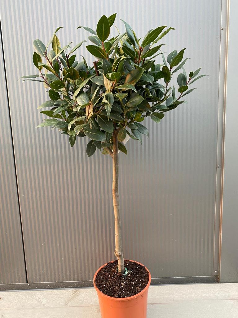 Mooie Laurier op stam laurus nobilis op stam, 2 stuks €35.-, Tuin en Terras, Planten | Bomen, Overige soorten, 100 tot 250 cm