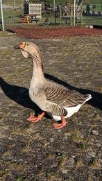 Toulouse gans, Mannelijk, Eend