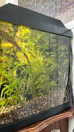 Aquarium planten, Ophalen, Zo goed als nieuw, Plant(en), Steen of Hout