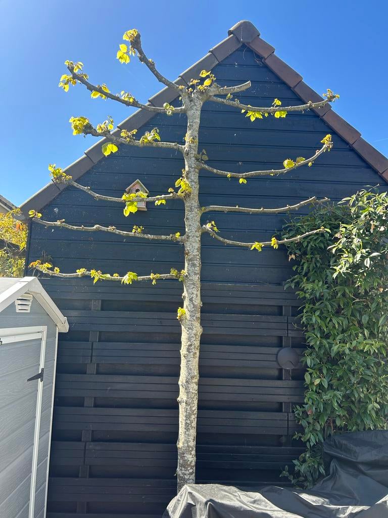 Leiboom met jonge bladeren, Leiboom, Lente, 250 tot 400 cm, Ophalen