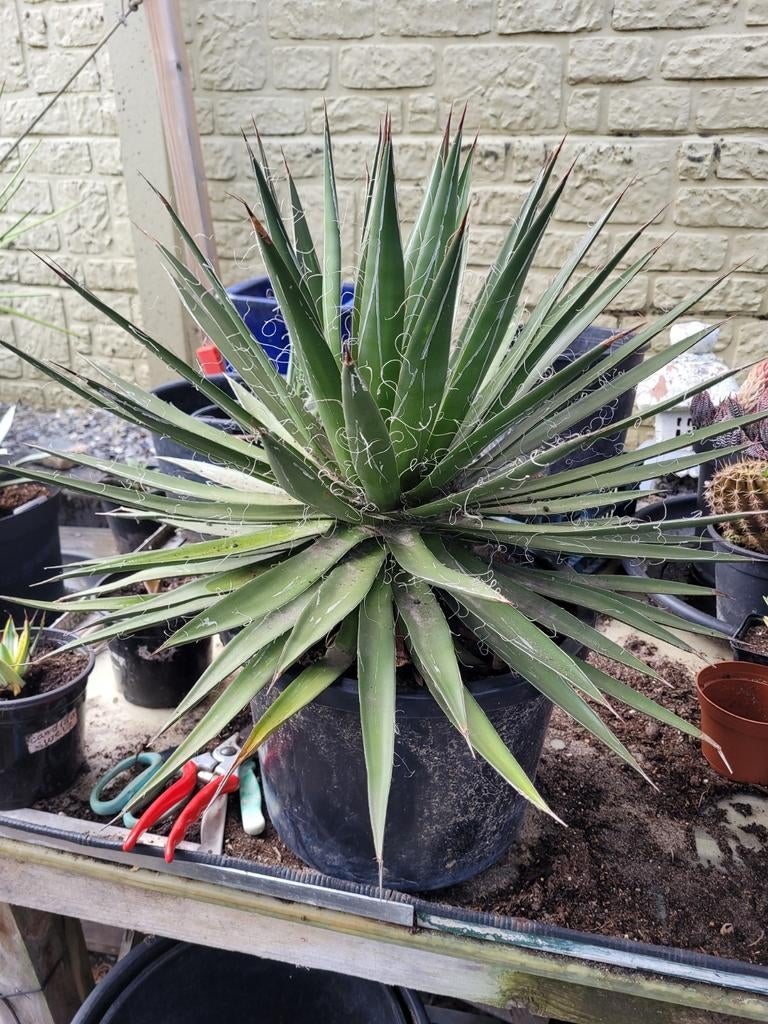 Agave Filifera, Tuin en Terras, Planten | Tuinplanten, Ophalen, Bloeit niet, Overige soorten, Volle zon