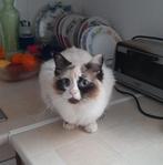 MJM Dogs Foundation: Stella, Poes, Langharig, 0 tot 2 jaar