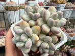 Pachyphytum Sweet Dumpling/pot 7cm/vetplant/succulent, Ophalen of Verzenden, Halfschaduw, Minder dan 100 cm