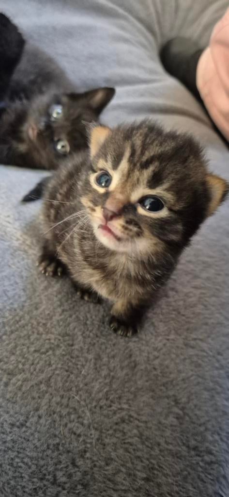 Kitten katertje., Kater