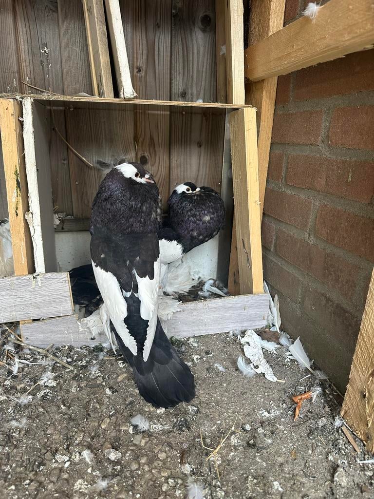 Duiven, Dieren en Toebehoren, Vogels | Duiven, Meerdere dieren, Kropper