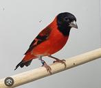 Gezocht Kapoetsensijsman of tk pop, Dieren en Toebehoren, Vogels | Overige Vogels, Mannelijk