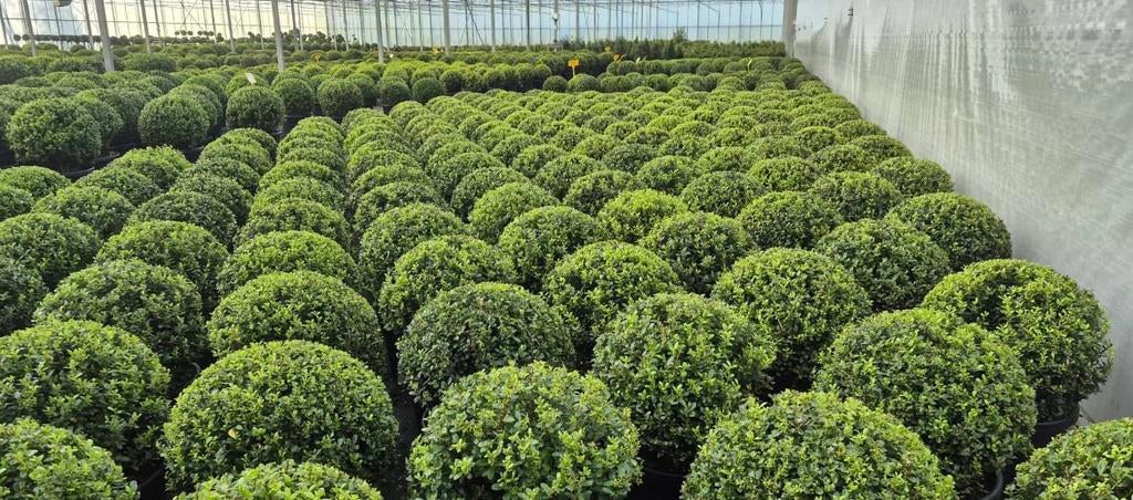 Ilex crenata bolvormen in verschillende maten, Tuin en Terras, Planten | Tuinplanten, Ophalen of Verzenden